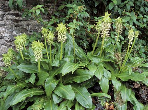 Eucomis bicolor - Stock Image - B808/1373 - Science Photo Library