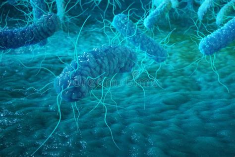 Negativas Proteobacteria Bactéries De Gramme D Enterobacterias Telles