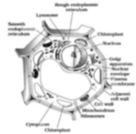 SOLUTION: Diagram of plant animal cell - Studypool