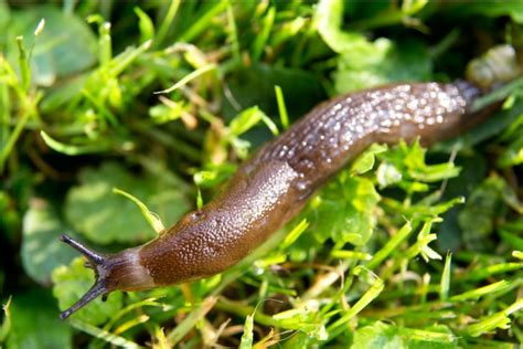 Les limaces au potager avec Sylvie La Spina Article abonnés Le