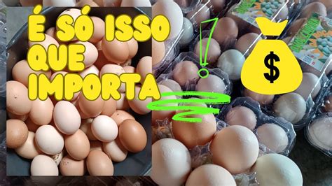 O que é importante na hora de escolher uma galinha poedeira Como