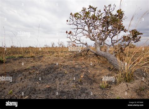 Burn Scar Hi Res Stock Photography And Images Alamy