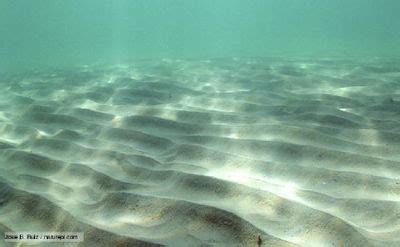 Wave ripples - Coastal Wiki