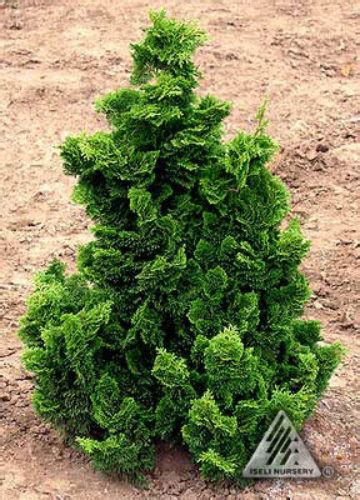 Chamaecyparis Obtusa Nana Gracilis Graceful Dwarf Hinoki Cypress