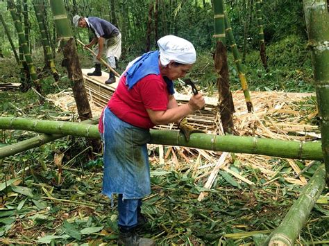 Guía completa de cultivo de bambú consejos y técnicas para un cultivo