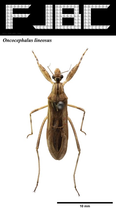 oncocephalus iisdw