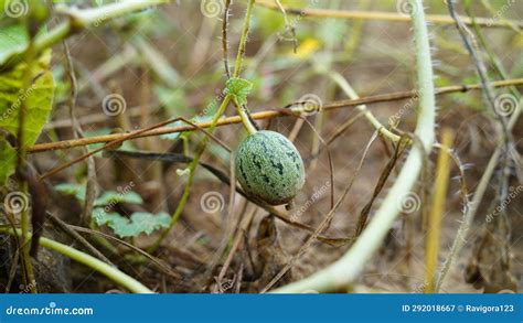 Cucumis Callosus Vegetable The Wild Melon Stock Image Image Of Food