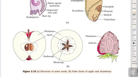 The Seedchapter Sexual Reproduction In Flowering Plants Part 7 Youtube