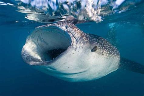 2023 A Morning Swim With Whale Sharks In La Paz Bay