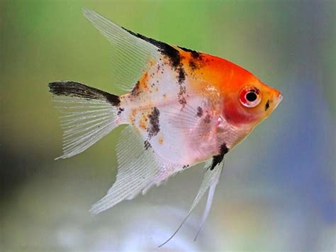 Ryba Skalar Red Devilkoi Pterophyllum Scalare 9483436692 Allegropl