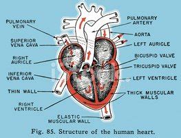 Heart Diagram Stock Clipart | Royalty-Free | FreeImages