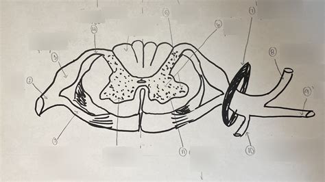 Spinal Cord Segment Diagram Quizlet