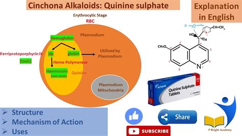 Quinine Mechanism Uses Antimalarial Quinoline