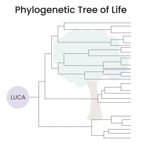 Premium Vector Phylogenetic Tree Science Vector Illustration Graphic