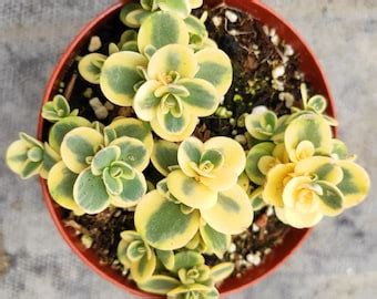 Sedum SUNSPARKLER DREAM DAZZLER Stonecrop Succulent Plant Liner Etsy