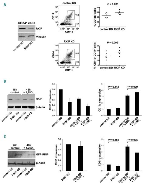 Loss Of Raf Kinase Inhibitor Protein Is Involved In Myelomonocytic