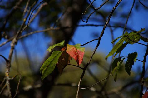 Nude On Green Grass Nude Pics Xhamster