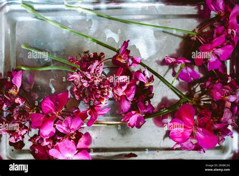 Herbarium Dried Flowers Of Geranium Pelargonium Stock Photo Alamy