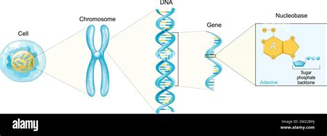 Estructura De La C Lula De Nucleobasa Como Adenina A Gen Adn Y