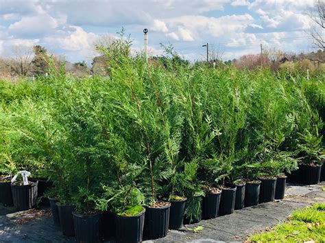 Improved Leyland Murray Cypress 1 Gallon Tree Tots