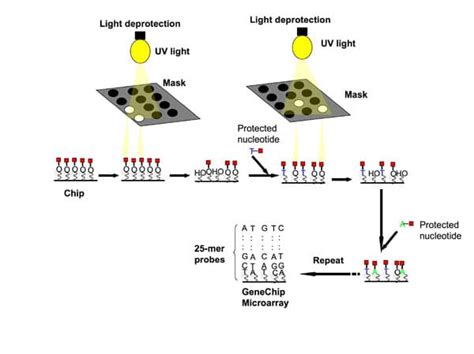 How Dna Microarrays Are Built Bitesize Bio