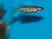 Leopard Danio Danio Rerio Leopard The Free Freshwater And