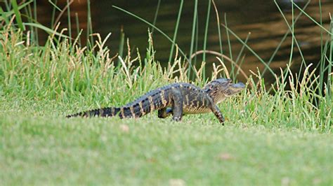 Baby American Crocodiles