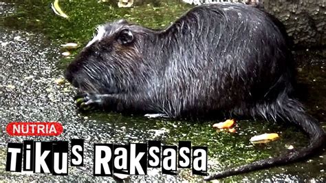 Tikus Raksasa Nutria Youtube