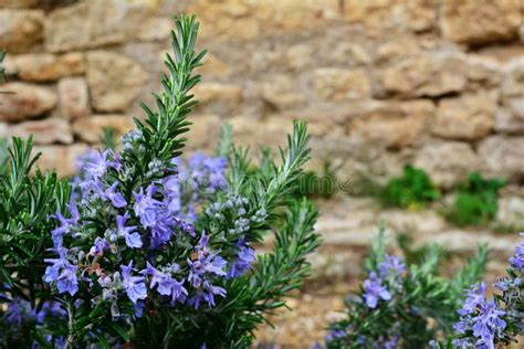 Rosemary with blue flowers stock image. Image of flowers - 73984241