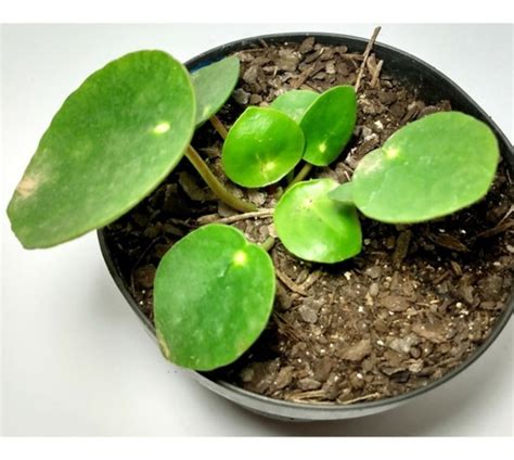 Muda Pilea Peperomioides Planta Chinesa Do Dinheiro Pote 11