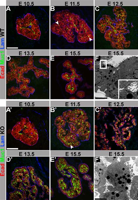 Cdc42 Mediated Tubulogenesis Controls Cell Specification Cell