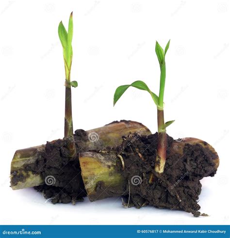 Sugarcane Seedling Stock Image CartoonDealer 60576883