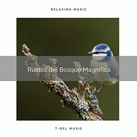 Amazon Music Naturaleza Sonidosの1 Ruidos del Bosque Magnifica