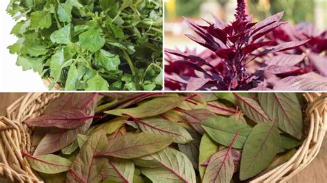 Amazing Health Benefits Of Amaranth Leaves Easy Vegetarian Recipes