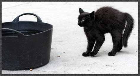 Gato Escaldado Tem Medo De Água Fria - Gato escaldado tem medo de água fria – Josadak Marçola