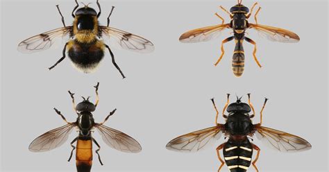 Taxonomic information for European hoverfly species | University of ...