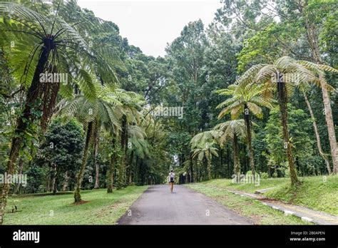 Trees At Kebun Raya Bali Bali Botanical Garden In Bedugul Tabanan