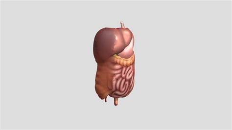 human organ - 3D model by abdiredha [b7abe5d] - Sketchfab