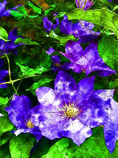 Watercolor Clematis Photograph By Heidi Bannon Fine Art America