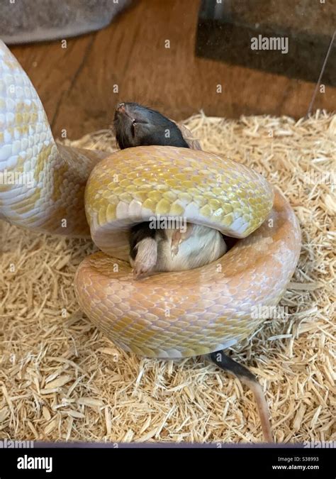 I took this of my snake eating a mouse. It's always interesting to see ...