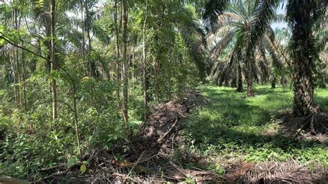 G Ttinger Forscher Legen Bauminseln In Indonesien An