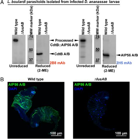 Processed Cdtbaip56 Ab Proteins Are Present In Parasitoid Wasps