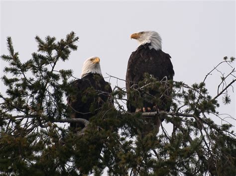 Eagle Duo Bald Eagle Pair Haliaeetus Leucocephalus Chatt Flickr