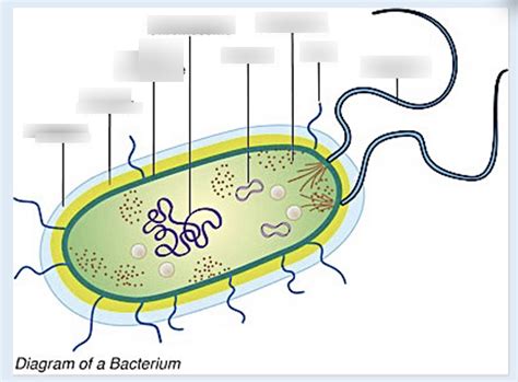 Bacterium Diagram Diagram Quizlet