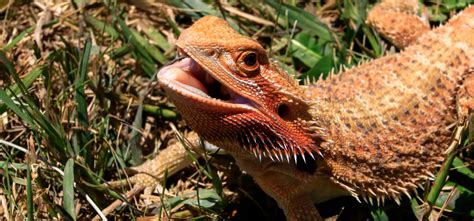 Bearded Dragon Mouth Rot Essential Prevention And Treatment Tips Own