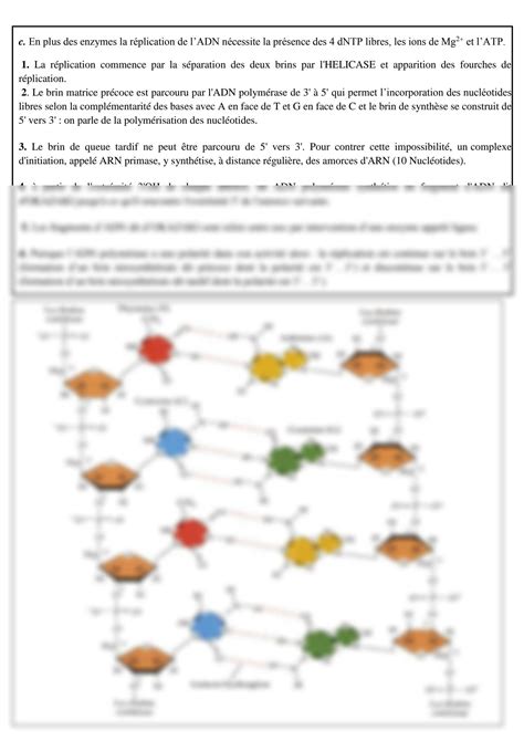 Solution R Plication De L Adn Et Sa Structure Studypool