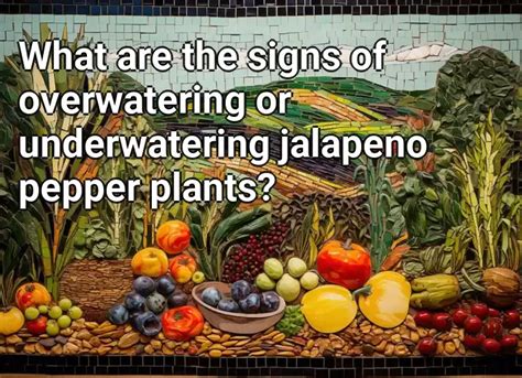 What Are The Signs Of Overwatering Or Underwatering Jalapeno Pepper Plants Agriculture Gov