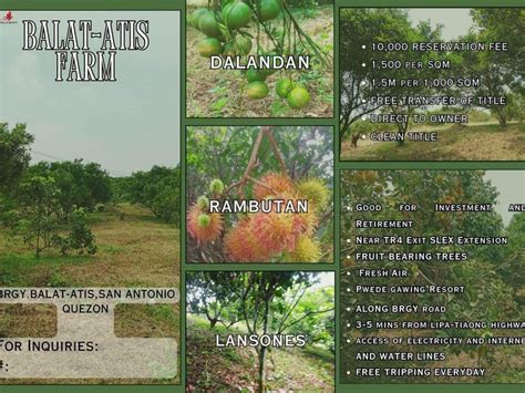 Farmlot For Sale In Brgy San Antonio Quezon Lots February