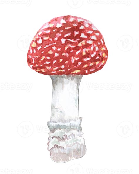 Red Fly Agaric On A High Leg Poisonous Mushroom Watercolor