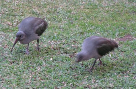 Gone To Smell the Roses: A very common bird in Johannesburg : the Hadeda